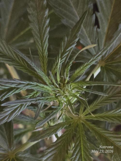 Amnesia auto Outside 2026 SeedSupreme. Week 3