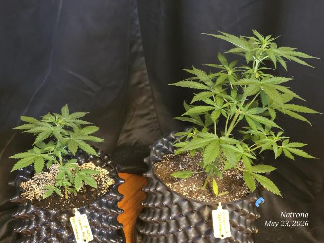 Amnesia auto Outside 2026 SeedSupreme. Week 3