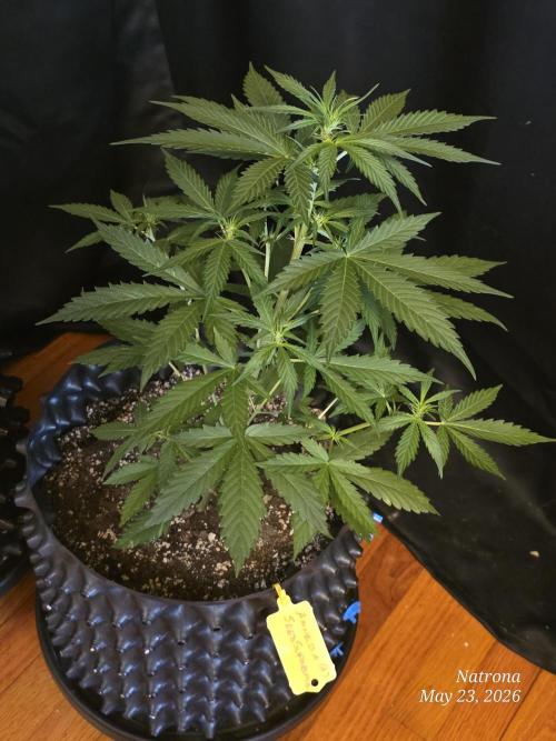 Amnesia auto Outside 2026 SeedSupreme. Week 3