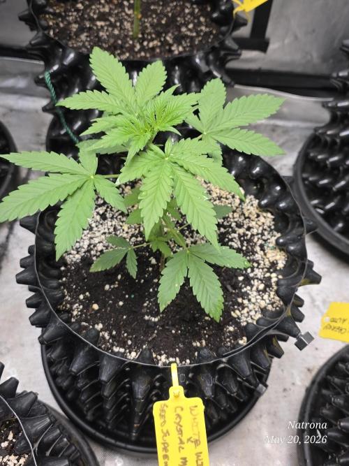 White Widow X Crystal Meth Outside 2026. Week 3