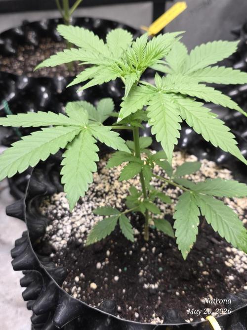 White Widow X Crystal Meth Outside 2026. Week 3