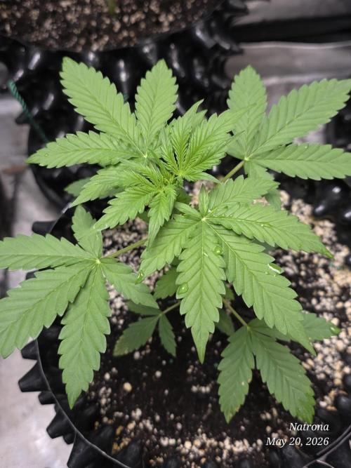 White Widow X Crystal Meth Outside 2026. Week 3