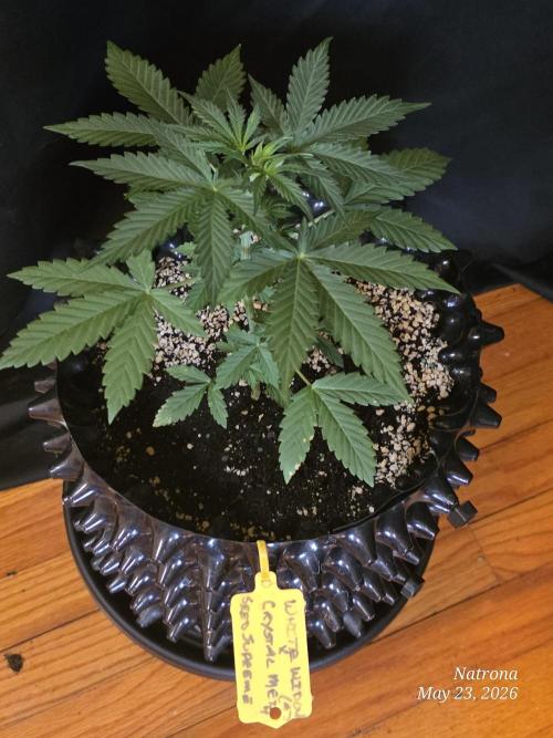 White Widow X Crystal Meth Outside 2026. Week 3