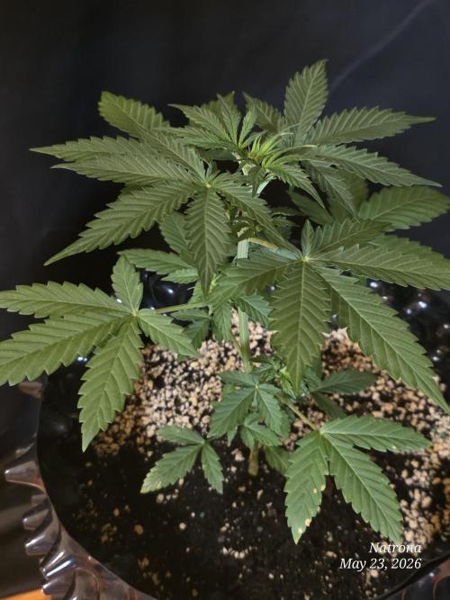 White Widow X Crystal Meth Outside 2026. Week 3
