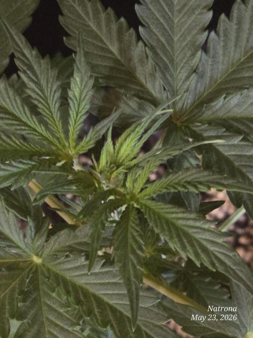 White Widow X Crystal Meth Outside 2026. Week 3