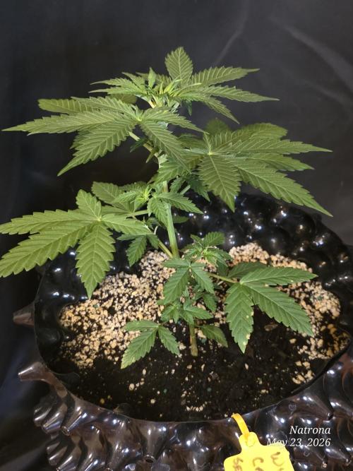 White Widow X Crystal Meth Outside 2026. Week 3