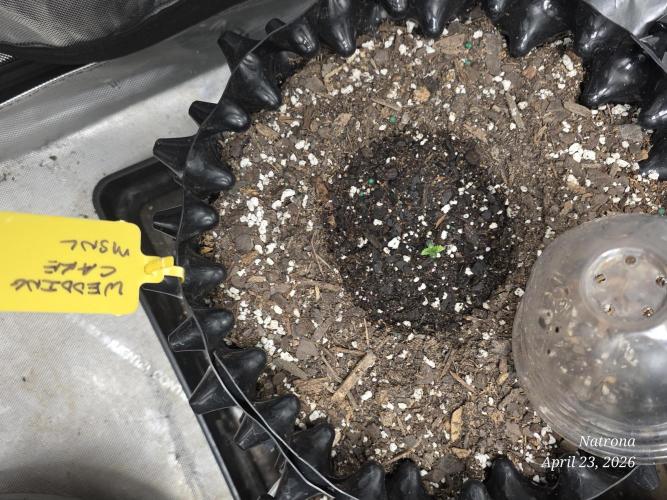 Wedding Cake auto  2026 Outside Grow. Week 1