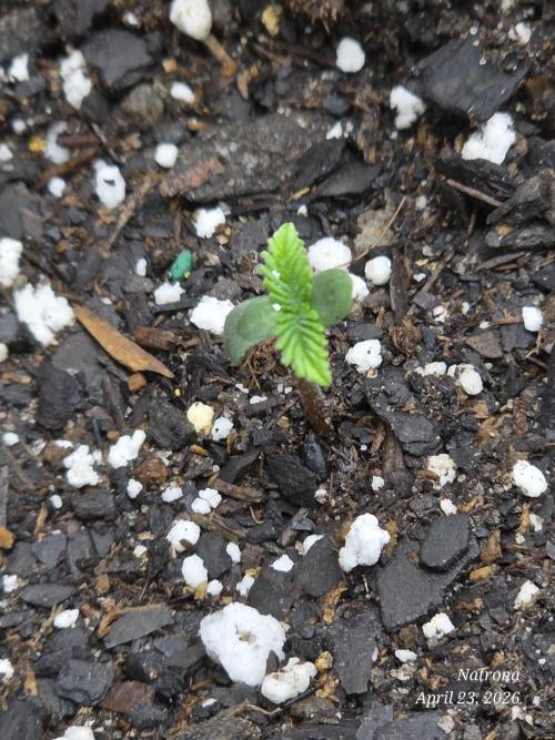Wedding Cake auto  2026 Outside Grow. Week 1
