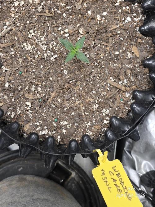 Wedding Cake auto  2026 Outside Grow. Week 1