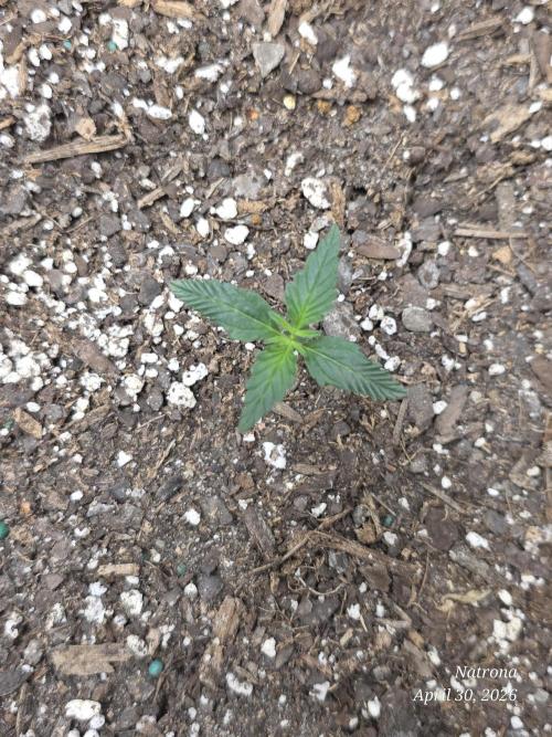Wedding Cake auto  2026 Outside Grow. Week 1