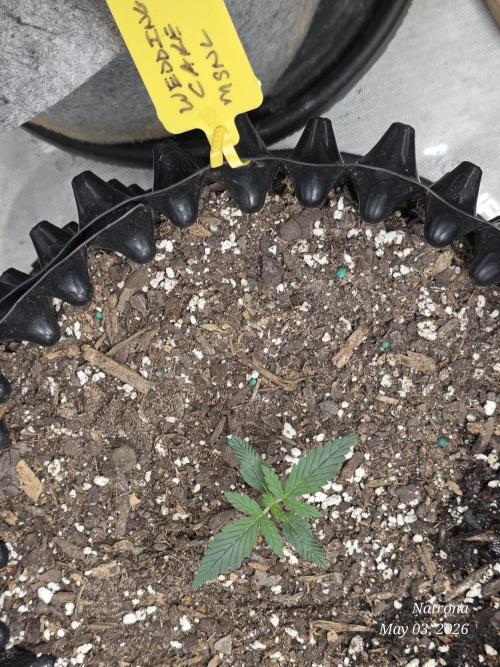 Wedding Cake auto  2026 Outside Grow. Week 1