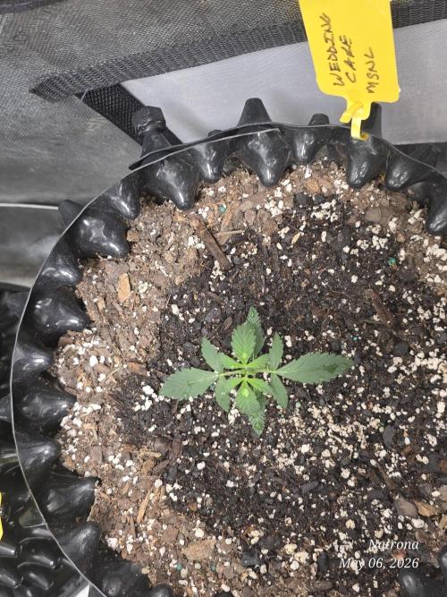 Wedding Cake auto  2026 Outside Grow. Week 1