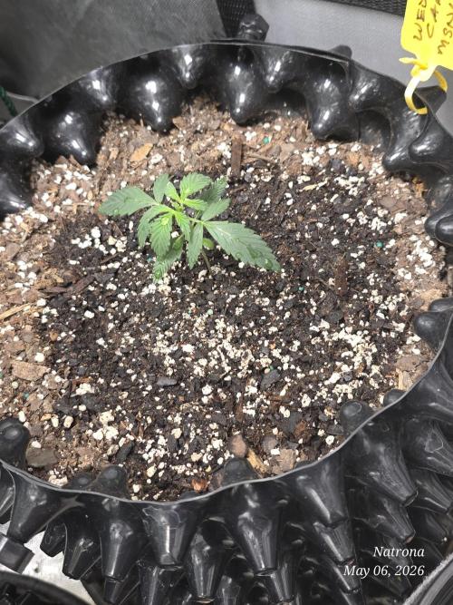 Wedding Cake auto  2026 Outside Grow. Week 1