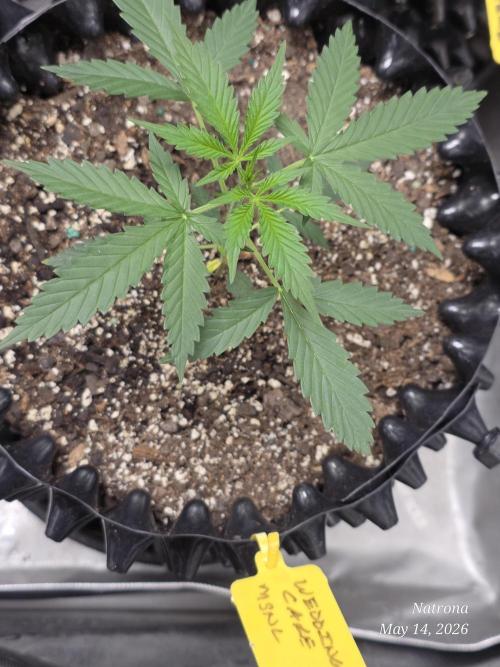 Wedding Cake auto  2026 Outside Grow. Week 1