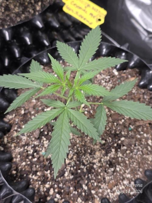 Wedding Cake auto  2026 Outside Grow. Week 1
