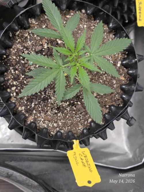 Wedding Cake auto  2026 Outside Grow. Week 1