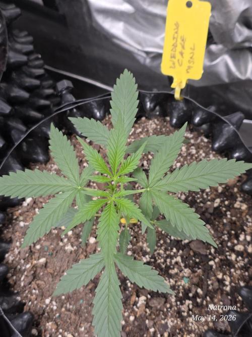 Wedding Cake auto  2026 Outside Grow. Week 1