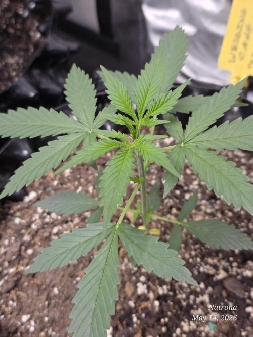 Wedding Cake auto  2026 Outside Grow. Week 1