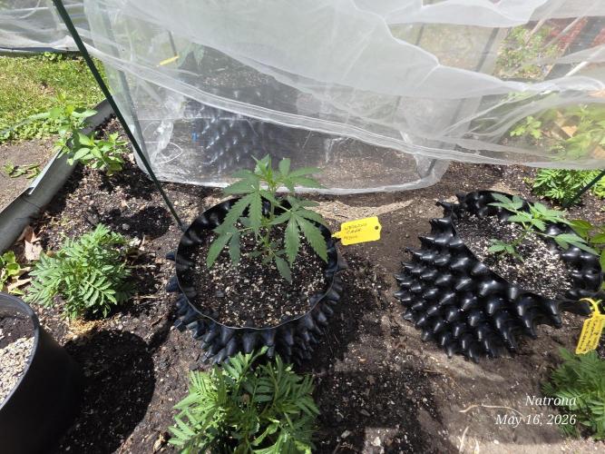 Wedding Cake auto  2026 Outside Grow. Week 1 - Outside