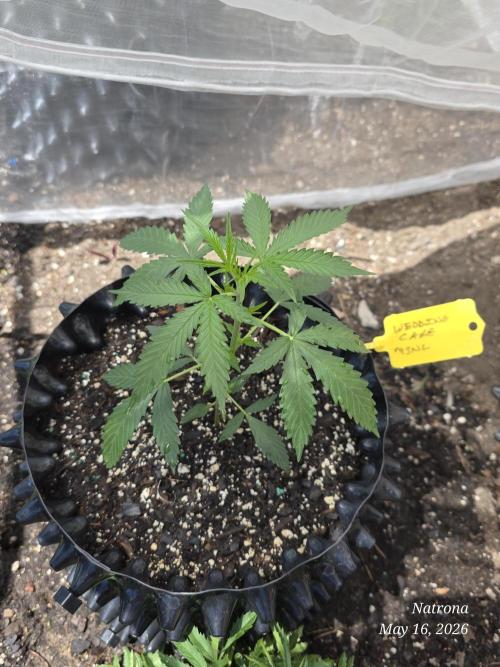 Wedding Cake auto  2026 Outside Grow. Week 1