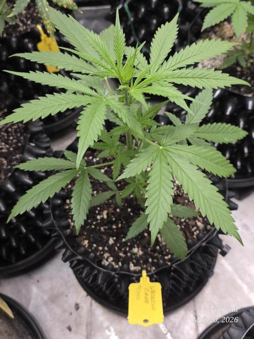 Wedding Cake auto  2026 Outside Grow. Week 1 - Back in the tent 
