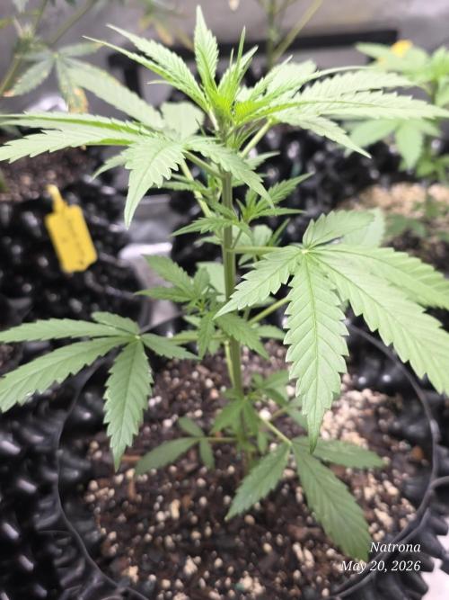 Wedding Cake auto  2026 Outside Grow. Week 1