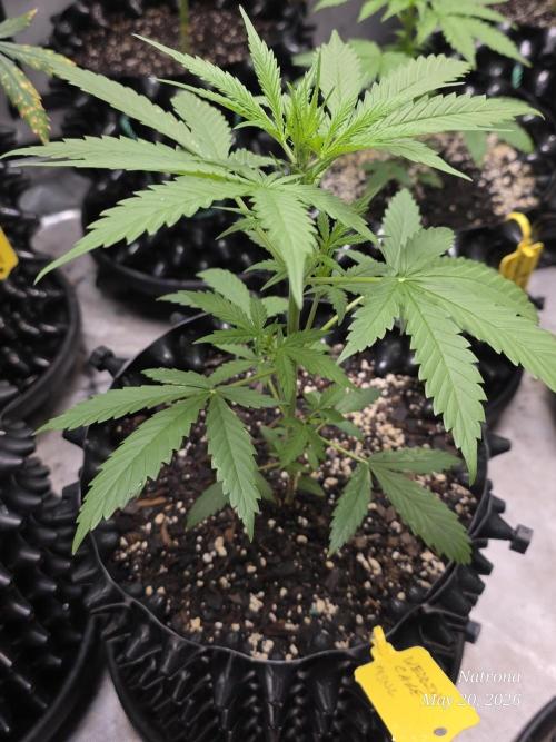Wedding Cake auto  2026 Outside Grow. Week 1