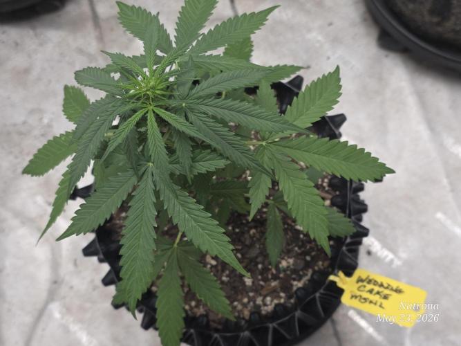 Wedding Cake auto  2026 Outside Grow. Week 1