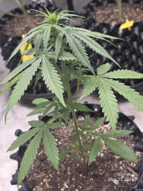 Wedding Cake auto  2026 Outside Grow. Week 1