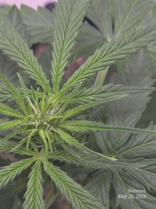 Wedding Cake auto  2026 Outside Grow. Week 1 - 5/23 flowers