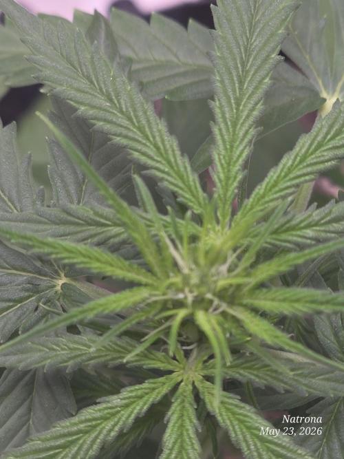 Wedding Cake auto  2026 Outside Grow. Week 1
