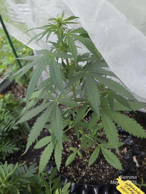 Wedding Cake auto  2026 Outside Grow. Week 1