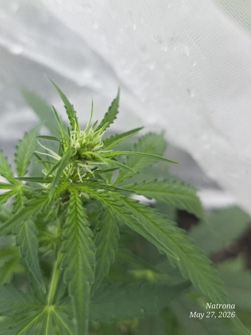 Wedding Cake auto  2026 Outside Grow. Week 1