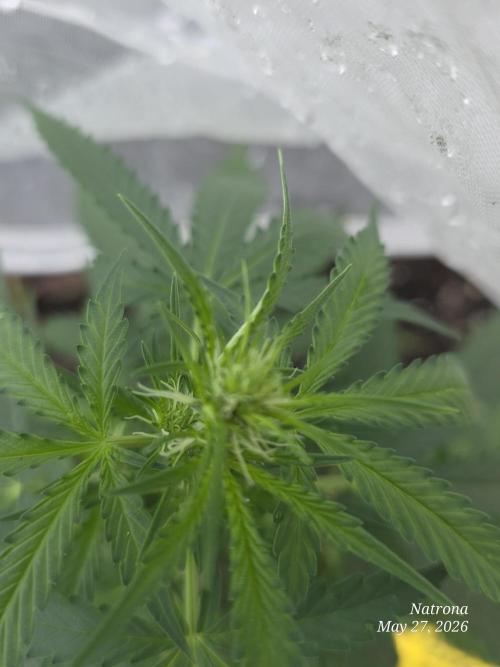 Wedding Cake auto  2026 Outside Grow. Week 1