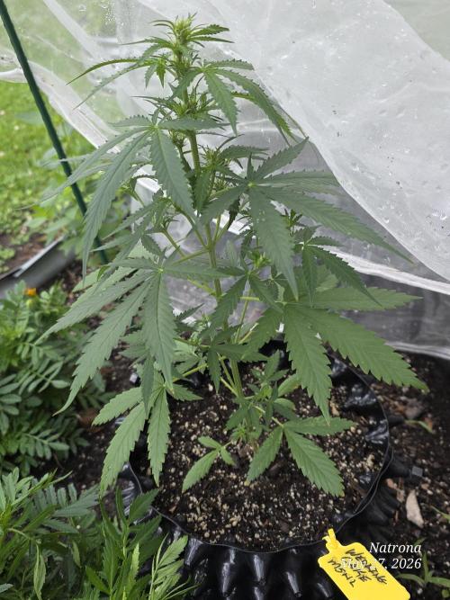 Wedding Cake auto  2026 Outside Grow. Week 1
