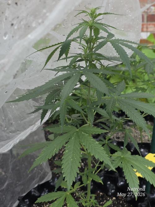 Wedding Cake auto  2026 Outside Grow. Week 1