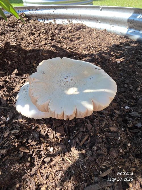 Wedding Cake auto  2026 Outside Grow. Week 1 - Shrooms