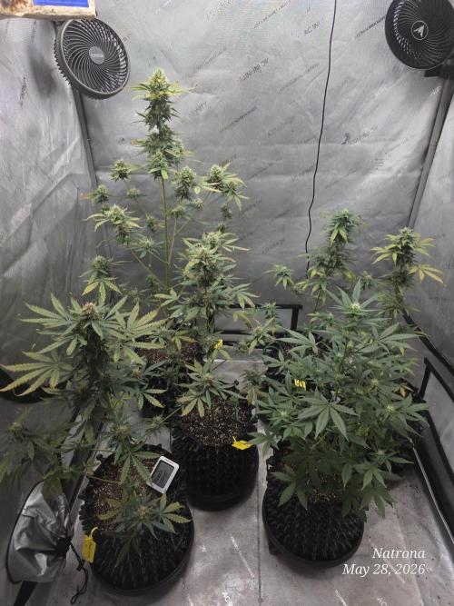 Black Cherry Punch auto -Pyramid Seeds. Week 7 - Ducci on left
Black Cherry Punch