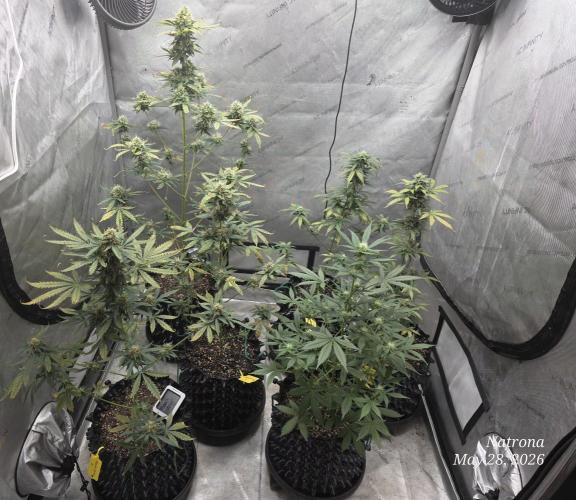 Black Cherry Punch auto -Pyramid Seeds. Week 7