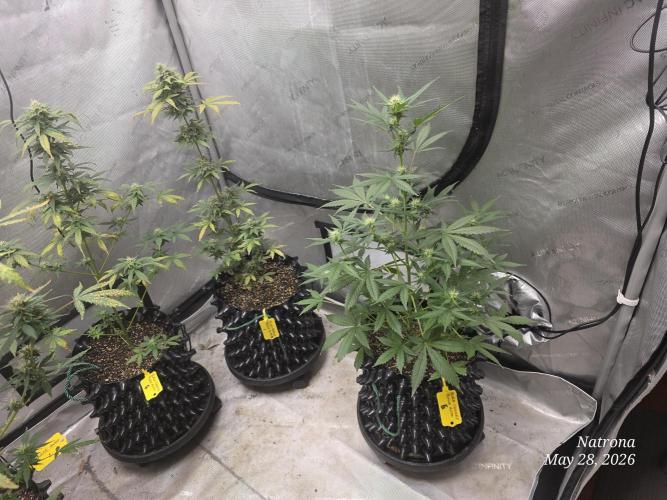 Black Cherry Punch auto -Pyramid Seeds. Week 7