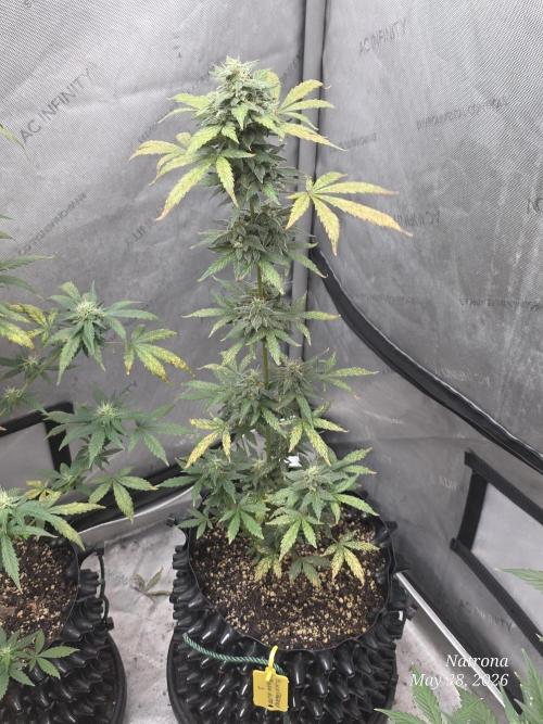 Black Cherry Punch auto -Pyramid Seeds. Week 7