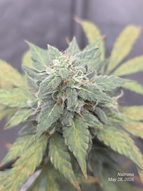 Black Cherry Punch auto -Pyramid Seeds. Week 7