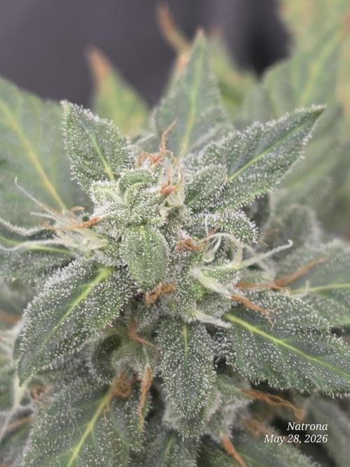 Black Cherry Punch auto -Pyramid Seeds. Week 7