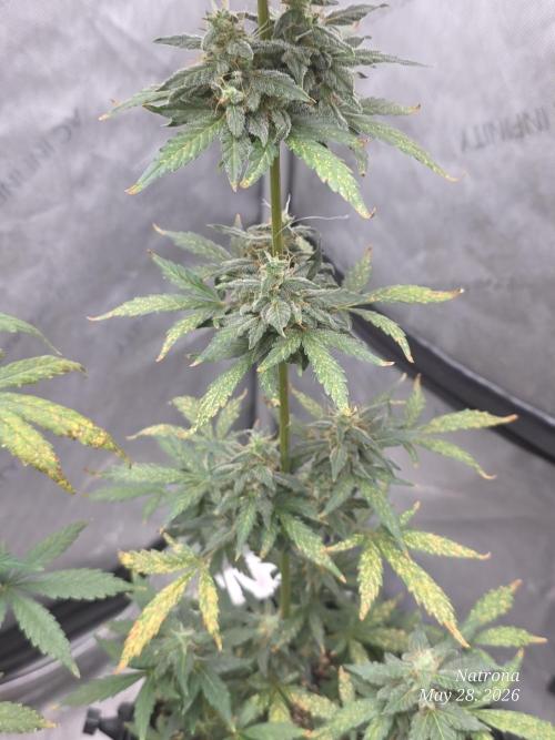 Black Cherry Punch auto -Pyramid Seeds. Week 7