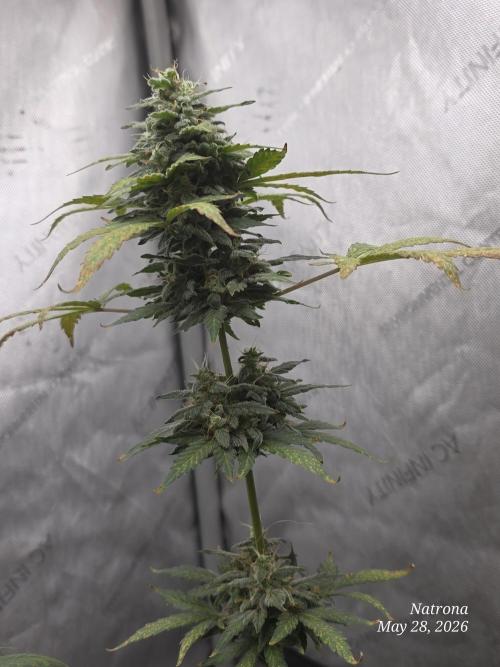 Black Cherry Punch auto -Pyramid Seeds. Week 7