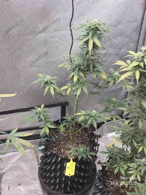 Black Cherry Punch auto -Pyramid Seeds. Week 7