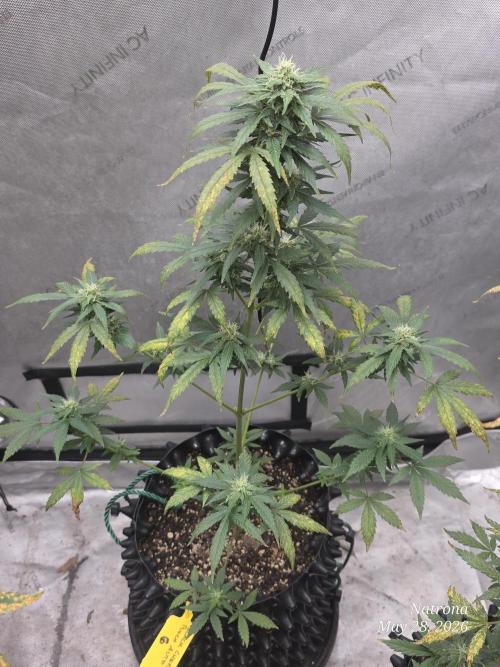Black Cherry Punch auto -Pyramid Seeds. Week 7