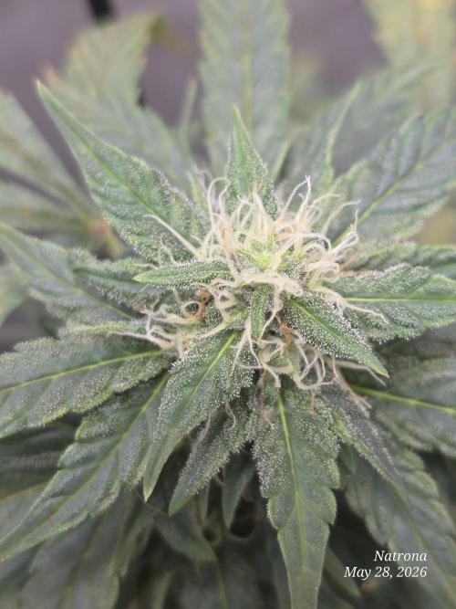 Black Cherry Punch auto -Pyramid Seeds. Week 7