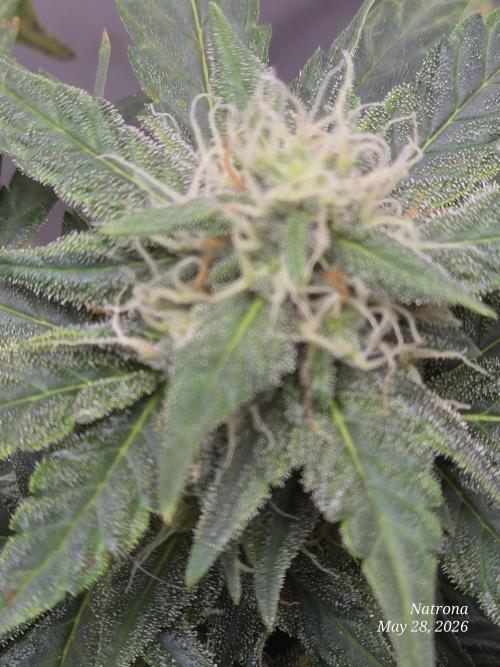 Black Cherry Punch auto -Pyramid Seeds. Week 7