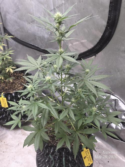 Black Cherry Punch auto -Pyramid Seeds. Week 7